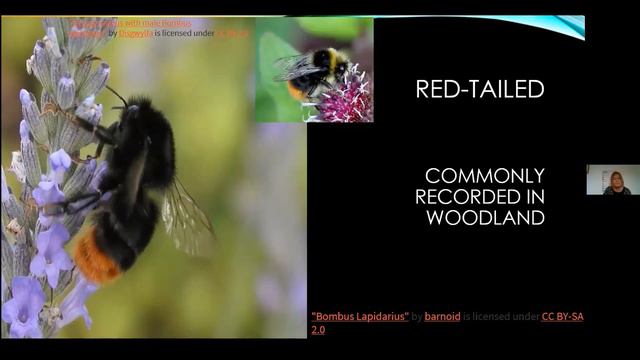 Bumblebees