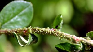 ВСЮ ТЛЮ КАК РУКОЙ СНИМЕТ! НАРОДНОЕ СРЕДСТВО ОТ ТЛИ, УБЕРЁТ ВСЮ ТЛЮ РАЗ И НАВСЕГДА ИЗ ОГОРОДА