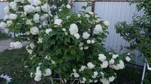 #КАЛИНАБУЛЬДОНЕЖ #декоративные Калина Бульдонеж