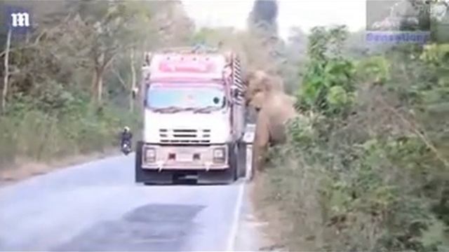 Слон «обложил данью» водителей перевозящих сахарный тростник в Тайланде смотреть онлайн