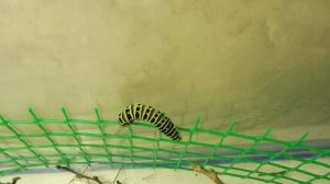 ГУСЕНИЦА БАБОЧКИ - МАХАОН - СТРАННОЕ ПОВЕДЕНИЕ ( ПИТОМНИК "МАРИ МИСТИК" )