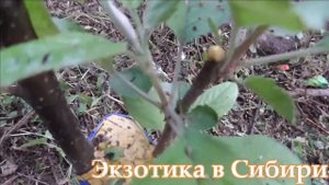??? Прививка яблони на дичку ???