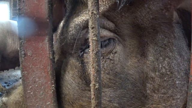 О том, как ХРЯК приставал! смотреть онлайн