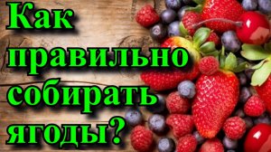 Как правильно собирать ягоды? Народная мудрость про ягоды