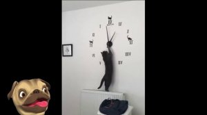 ?Мои пушистики и милашки!?Смешные Кошки Приколы с Кошками Собаками #7