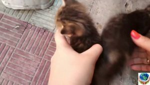 Первая еда котят! Котята начали кушать!?