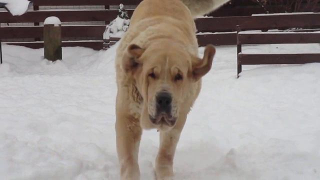 красотка Дженнифер, 5 лет. питомник Флоулесс Стайл (kennel Flawless style) смотреть онлайн