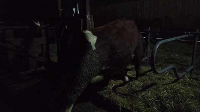 Первый опыт содержания КРС в боксах смотреть онлайн