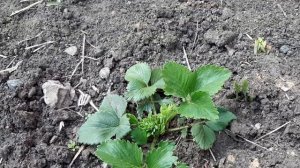 Клубника завалит ягодой если Весной внести ЭТО . Удобрение для цветения и плодоношения.