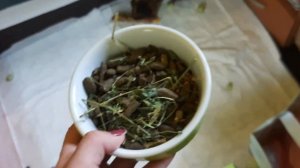 ||Покупка морской свинки||Зоо покупки||