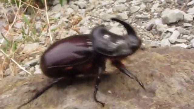 Жук - носорог и пестрянки смотреть онлайн