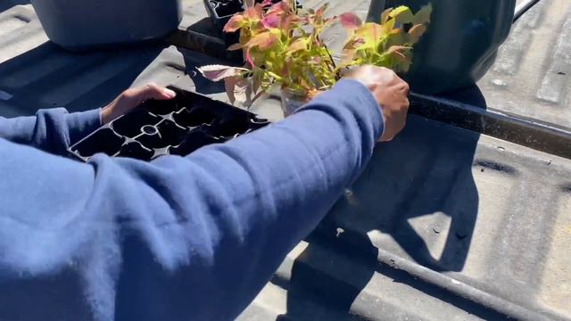 Coleus PROPAGATION and the Most Important Step for Success. смотреть онлайн