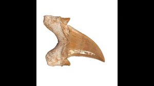 Otodus Obliquus Extinct Shark Tooth 2 Inches Long