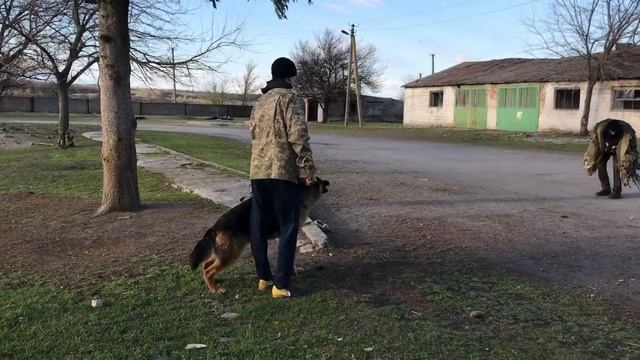 Немецкая овчарка ЦЕЗАРЬ-самая смелая и умная собака( вторая тренировка на защиту)