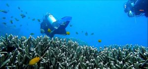 Подводное путешествие под водой в море, где живут красивые и не обычные рыбы