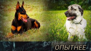 Доберман против Кангала - КТО ПОБЕДИТ//батл собак//(ANIMALS BATTLE BIT).