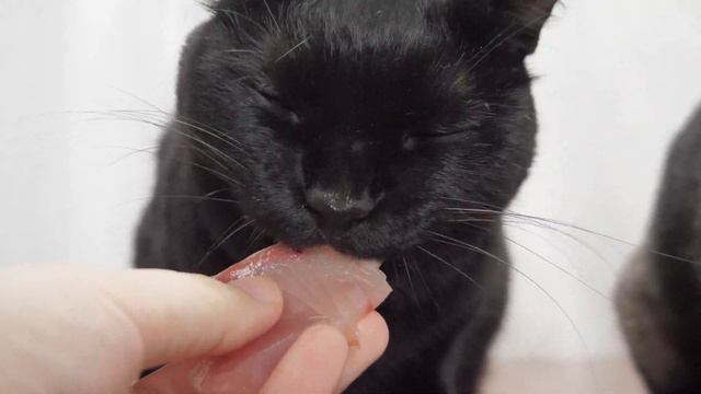 【ASMR】サーモンとハマチのお刺身盛りを食べる猫の咀嚼音🐈🐟🎧 смотреть онлайн
