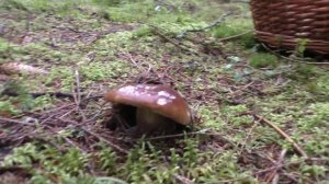 НЕТРОНУТЫЙ ЕЛОВЫЙ ЛЕС, БЕЛЫЕ ГРИБЫ НА КАЖДОМ ШАГУ! ЛУЧШИЙ СБОР ГРИБОВ 2 часть.