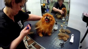 Уход за щпицом