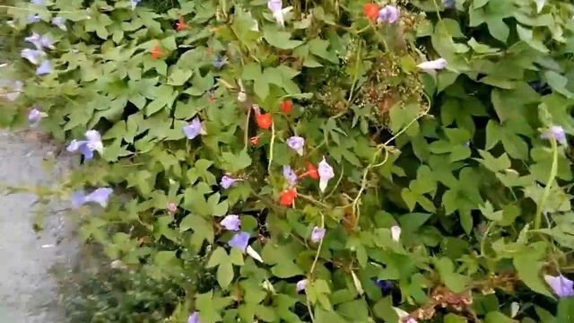 ХРИЗАНТЕМЫ Я насладился цветами в осеннем ботаническом саду / ОСЕННИЕ ЦВЕТЫ В САДУ смотреть онлайн