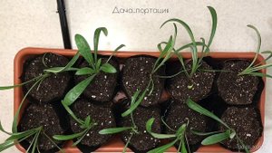 ГАЗАНИЯ,ГАЦАНИЯ ОТ ПОСЕВА ДО ЦВЕТЕНИЯ (100% ВСХОЖЕСТЬ) #газанияпосев #гацанияпосев #посевгацании