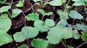 Цинерария гибридная пикировка. Стадия развития 3 месяца.