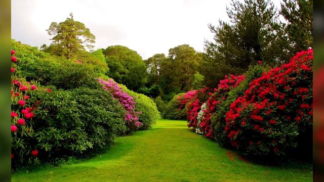 Цветочный сад благоухает цветущими бутонами. Много фото цветов в саду смотреть онлайн