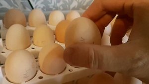 Инкубатор бытовой  Спектр-84-01. ПЕРВЫЙ ВЗГЛЯД