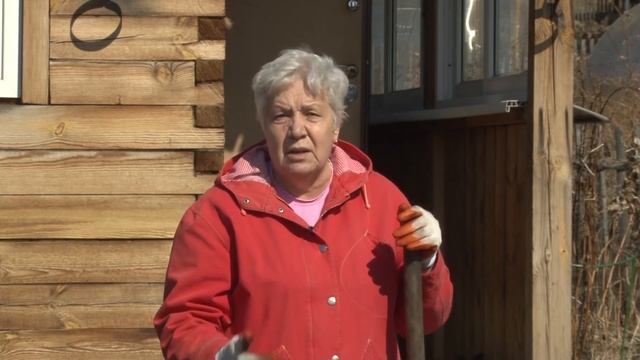 Голова садовая - Чем подкормить озимый чеснок