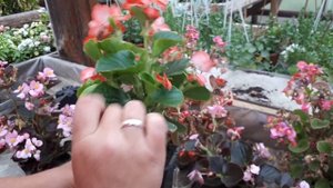 Бегония всегдацветущая.  Чем хороша, ее особенности.