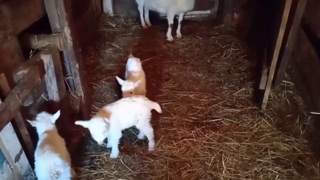 РУССКАЯ БЕЛАЯ ПОРОДА КОЗ.#shorts #русскаябелая смотреть онлайн