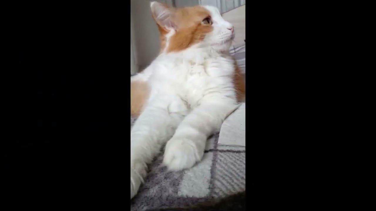 ТАНЦУЮТ ВСЕ! смотреть онлайн