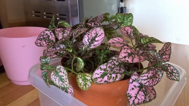 Polka Dot Plant (Hypoestes phyllostachya) Bottom-Watering Timelapse смотреть онлайн