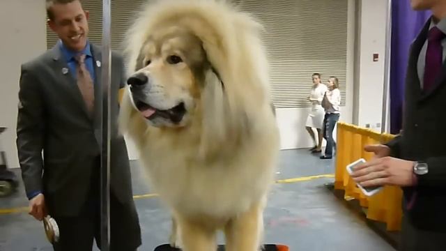 Tibetan Mastiff at Westminster Kennel Club Dog Show смотреть онлайн