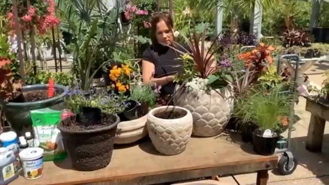 Container Gardening with Ornamentals смотреть онлайн