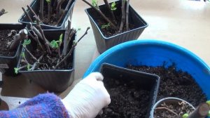 ИНЖИР (Fícus cárica, Fig tree). Размножение черенком. Укоренение.#инжир