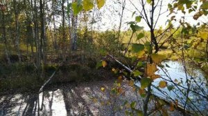 Прогулка в осеннем лесу Лиственные деревья