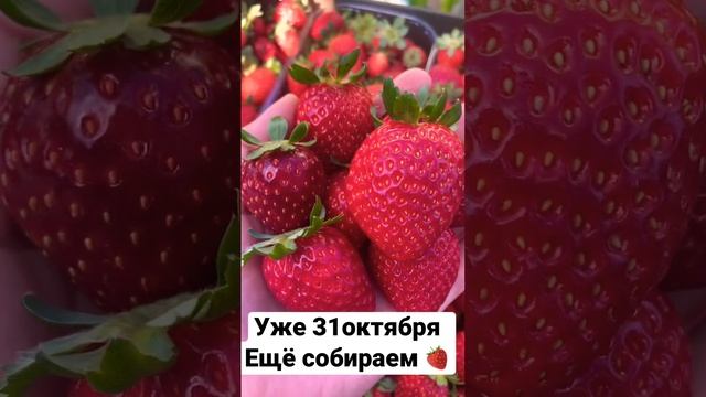 Хочешь заработать миллион - посади этот сорт клубники!!! Урожайная клубника