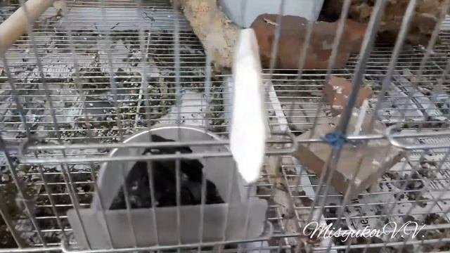 Клетка для клестов