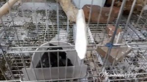 Клетка для клестов