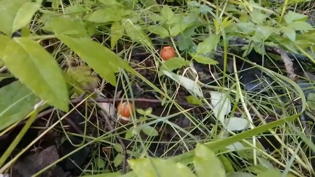 #ШАТУРА, #ГРИБЫ, #ПРИРОДА 1 смотреть онлайн