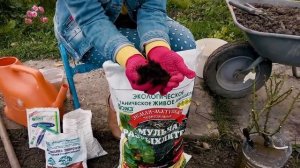 Осенняя посадка роз с открытой корневой системой