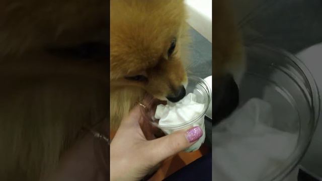 Шпиц ест мороженое