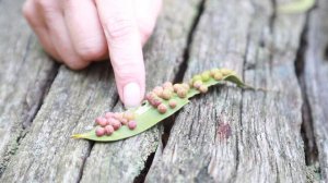 Eucalyptus galls- Whats that