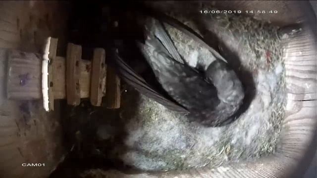 Кровососка стрижиная crataerina pallida смотреть онлайн