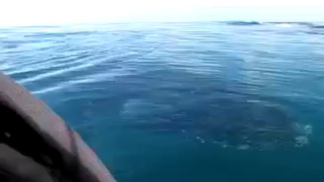 Наблюдение за китами с каноэ