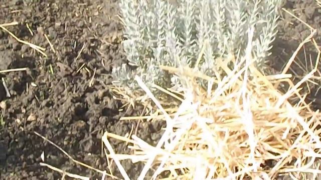 Все о лаванде. Как подготовить лаванду к зиме, полезные советы о выращивании и уходе за лавандой смотреть онлайн