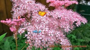 Лабазник красный Венуста (filipendula) ? обзор: как сажать, рассада, саженцы лабазника Венуста