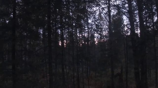 Охота.В лесной избе.Вабим лося.Охота на рябчика.Хата бобра.Готовим.Охота на боровую.Жизнь в лесу смотреть онлайн