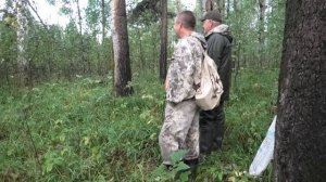 Нагонка Русской пегой гончей, по кличке "Плакун", по зайцу беляку.